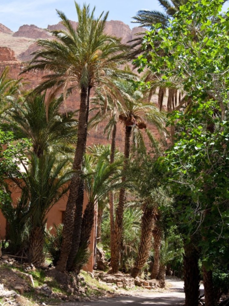 Sands and Stars_ 7-Day Desert Tour Casablanca to Marrakech to Merzouga (3)