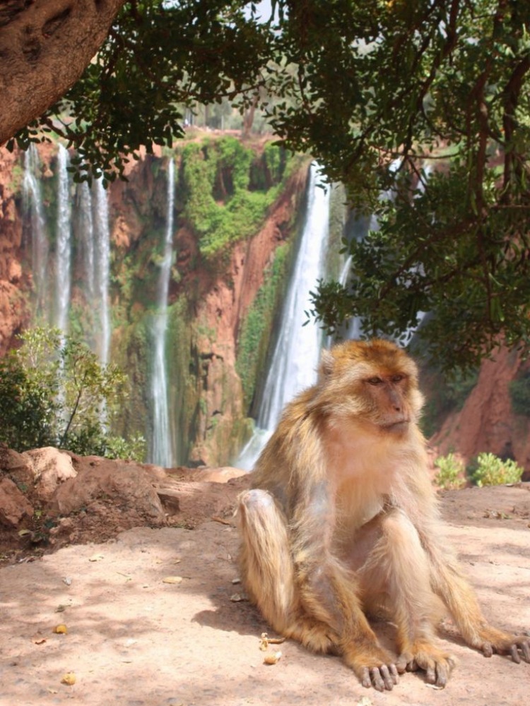 Day Trip from Marrakech to Ouzoud Waterfalls 2025