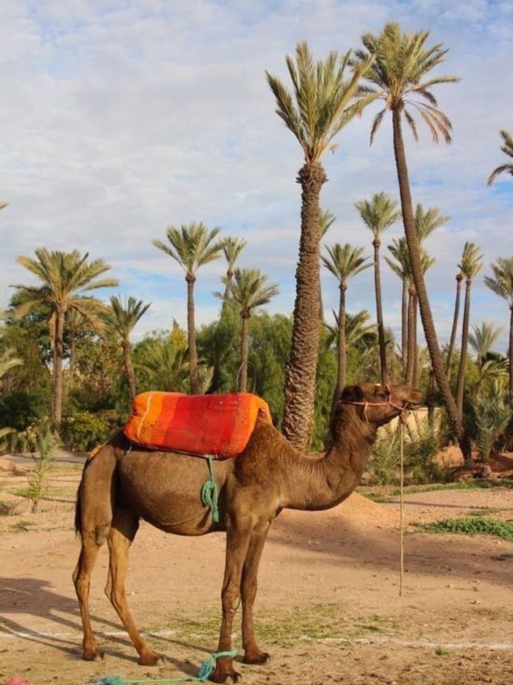 Palmeraie Quad Bike and Camel Ride – Marrakech (2)